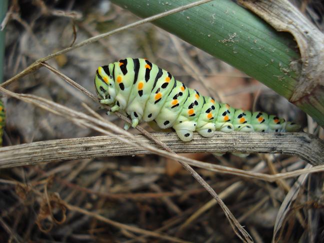 da identificare - Papilio machaon (larva)